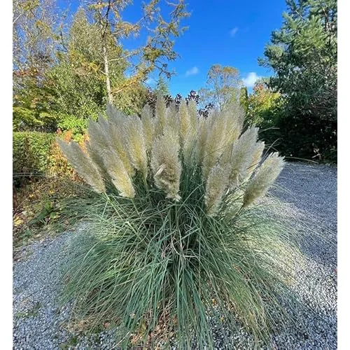Live White Pampas Grass Plants - Tall Snow Pampas Grasses, Ready to Grow, 4 Inch Pot