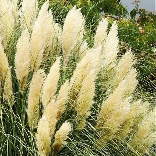 Live White Pampas Grass Plants - Tall Snow Pampas Grasses, Ready to Grow, 4 Inch Pot