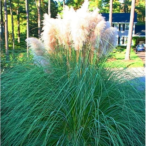 Live White Pampas Grass Plants - Tall Snow Pampas Grasses, Ready to Grow, 4 Inch Pot