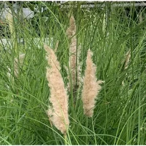 Live White Pampas Grass Plants - Tall Snow Pampas Grasses, Ready to Grow, 4 Inch Pot