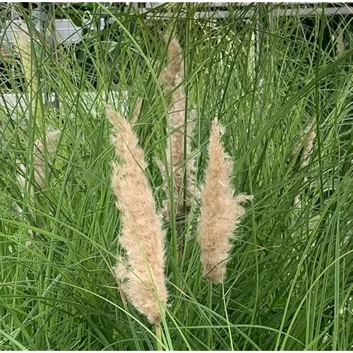 Live White Pampas Grass Plants - Tall Snow Pampas Grasses, Ready to Grow, 4 Inch Pot