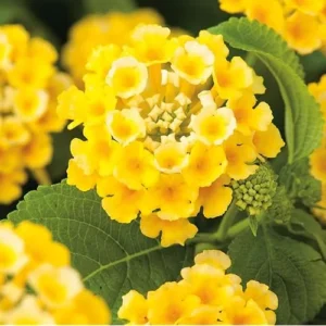 Live Yellow Lantana Plant - 4 to 6 Inch | Vibrant Summer Shrub