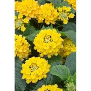 Live Yellow Lantana Plant - 4 to 6 Inch | Vibrant Summer Shrub