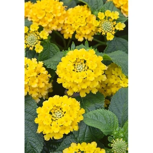 Live Yellow Lantana Plant - 4 to 6 Inch | Vibrant Summer Shrub