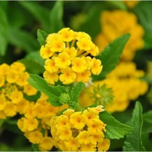 Live Yellow Lantana Plant - 4 to 6 Inch | Vibrant Summer Shrub