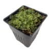 Liverwort Fossil Plant - 4" Potted Indoor Plant for Fairy Gardens & Terrariums
