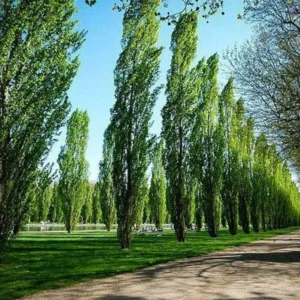Lombardy Poplar Bare-root 18-24 Inch Tall – Deciduous Columnar Tree
