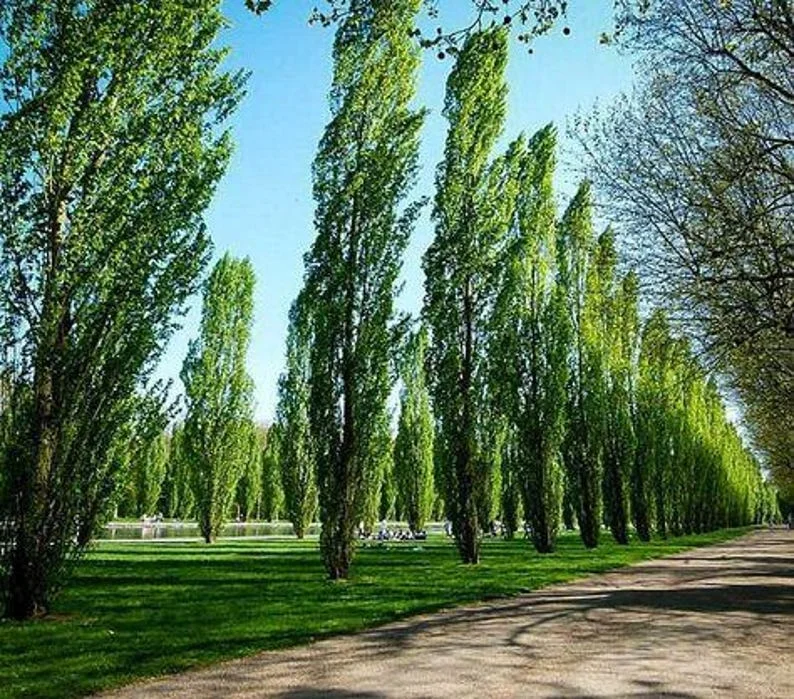 Lombardy Poplar Bare-root 18-24 Inch Tall – Deciduous Columnar Tree