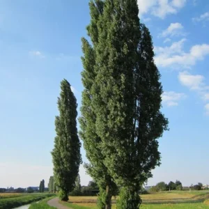 Lombardy Poplar Bare-root 18-24 Inch Tall – Deciduous Columnar Tree
