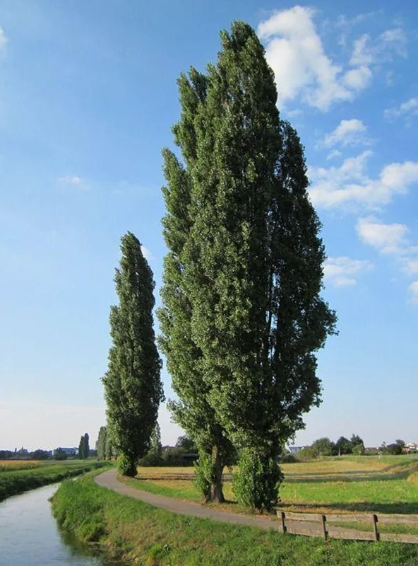 Lombardy Poplar Bare-root 18-24 Inch Tall – Deciduous Columnar Tree