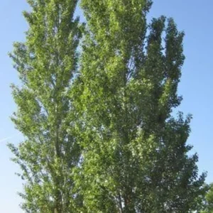 Lombardy Poplar Bare-root 18-24 Inch Tall – Deciduous Columnar Tree