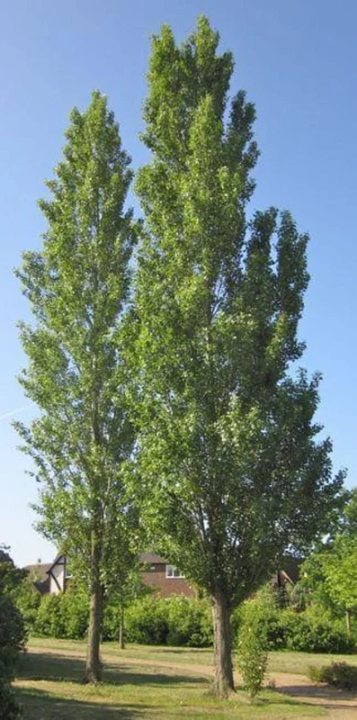Lombardy Poplar Bare-root 18-24 Inch Tall – Deciduous Columnar Tree