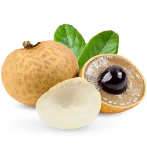 Longan Plant Live for Planting - 5-8 Inch Sweet Longan Fruit Tree in Pot