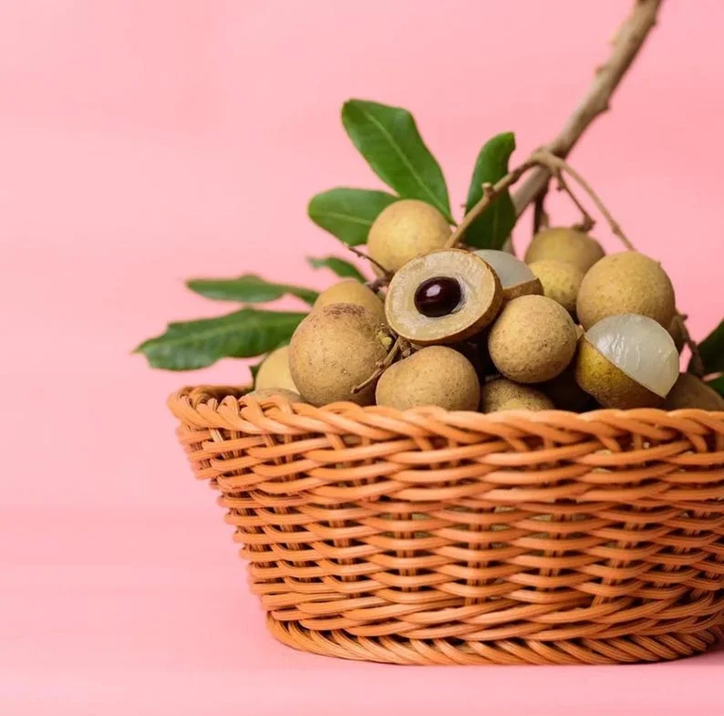 Longan Plant Live for Planting - 5-8 Inch Sweet Longan Fruit Tree in Pot