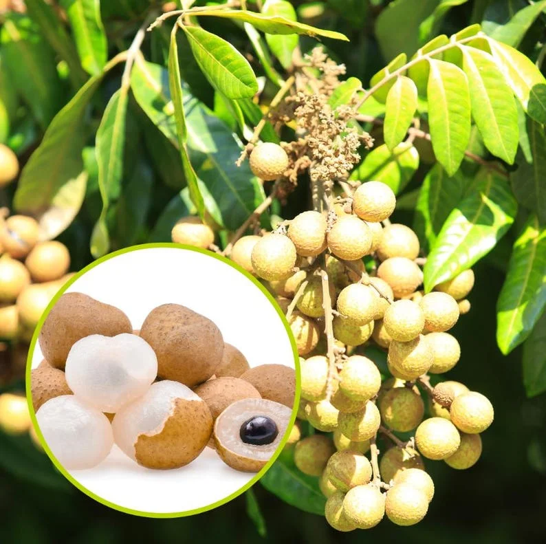 Longan Plant Live for Planting - 5-8 Inch Sweet Longan Fruit Tree in Pot