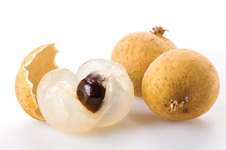 Longan Plant Live for Planting - 5-8 Inch Sweet Longan Fruit Tree in Pot