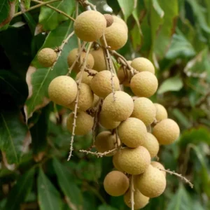 Longan Plant Live for Planting - 5-8 Inch Sweet Longan Fruit Tree in Pot