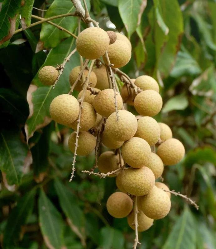 Longan Plant Live for Planting - 5-8 Inch Sweet Longan Fruit Tree in Pot