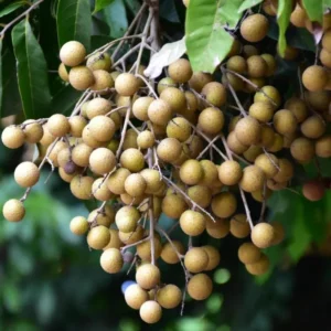 Longan Plant Live for Planting - 5-8 Inch Sweet Longan Fruit Tree in Pot