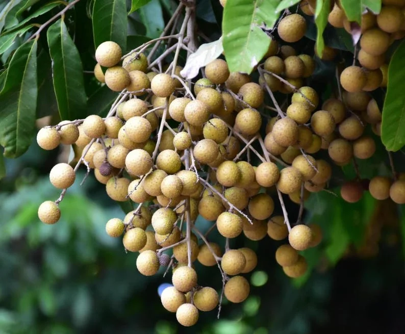 Longan Plant Live for Planting - 5-8 Inch Sweet Longan Fruit Tree in Pot