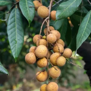 Longan Plant Live for Planting - 5-8 Inch Sweet Longan Fruit Tree in Pot