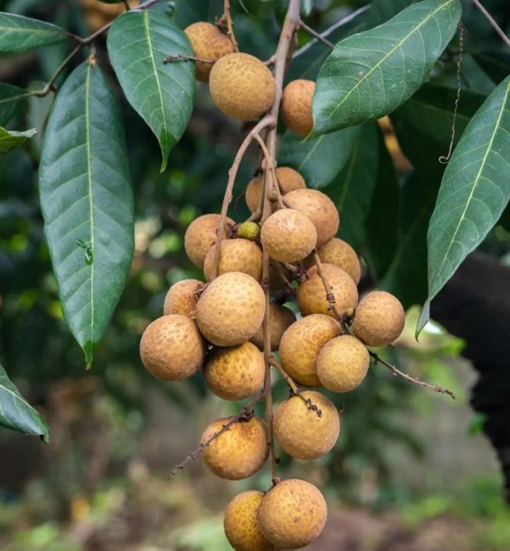 Longan Plant Live for Planting - 5-8 Inch Sweet Longan Fruit Tree in Pot