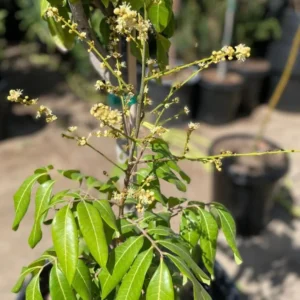Longan Plant Live for Planting - 5-8 Inch Sweet Longan Fruit Tree in Pot