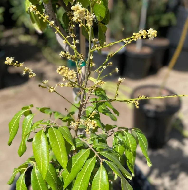 Longan Plant Live for Planting - 5-8 Inch Sweet Longan Fruit Tree in Pot