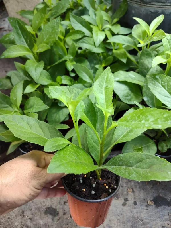 Longevity Spinach Gynura procumbens Edible Plant 4" Pot Organic Herb