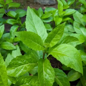 Longevity Spinach Plant Plug - 4-8 Inch Edible Leaves - Gynura Procumbens