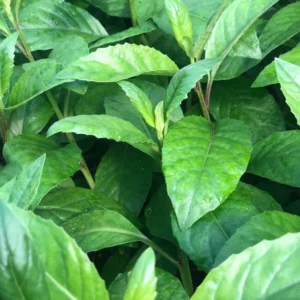 Longevity Spinach Plant Plug - 4-8 Inch Edible Leaves - Gynura Procumbens