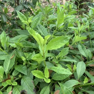 Longevity Spinach Plant Plug - 4-8 Inch Edible Leaves - Gynura Procumbens