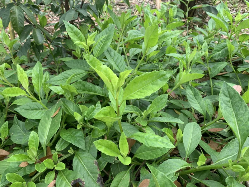 Longevity Spinach Plant Plug - 4-8 Inch Edible Leaves - Gynura Procumbens