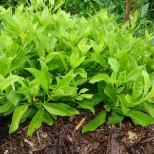 Longevity Spinach Plant Plug - 4-8 Inch Edible Leaves - Gynura Procumbens