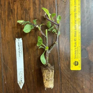Longevity Spinach Plant Plug - 4-8 Inch Edible Leaves - Gynura Procumbens