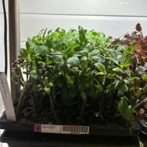 Longevity Spinach Plant Plug - 4-8 Inch Edible Leaves - Gynura Procumbens