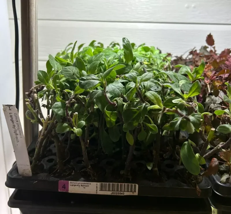Longevity Spinach Plant Plug - 4-8 Inch Edible Leaves - Gynura Procumbens