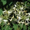 Lonicera 'Honey Baby' - Fragrant Starter Plant - 6-8 Inch - Hardy Perennial