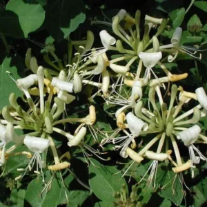 Lonicera 'Honey Baby' - Fragrant Starter Plant - 6-8 Inch - Hardy Perennial