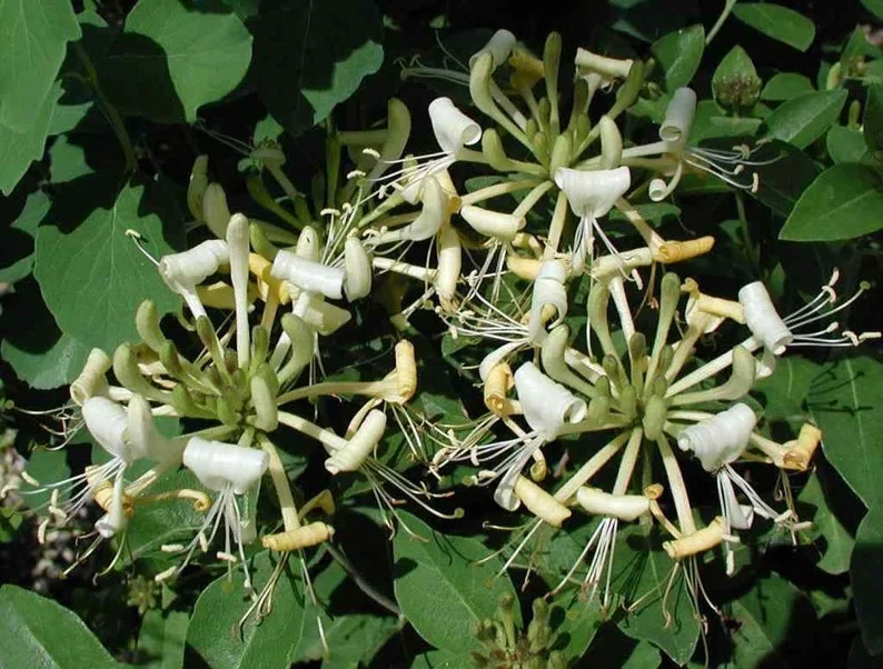 Lonicera 'Honey Baby' - Fragrant Starter Plant - 6-8 Inch - Hardy Perennial
