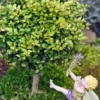 Lonicera nitida 'Baggescens Gold' – Mini Japanese Golden Privet Bonsai Tree, 4" Square Pot with Decorative Stones