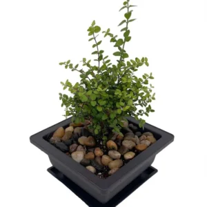 Lonicera nitida 'Baggescens Gold' – Mini Japanese Golden Privet Bonsai Tree, 4