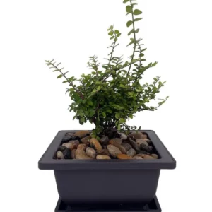 Lonicera nitida 'Baggescens Gold' – Mini Japanese Golden Privet Bonsai Tree, 4