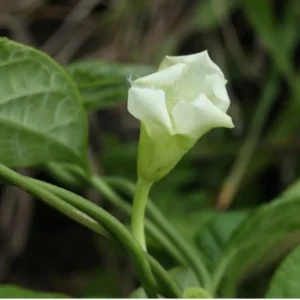 Loroco Seeds & Chipilin Seeds Combo - White Loroco & Guatemala Giant Seed Pack