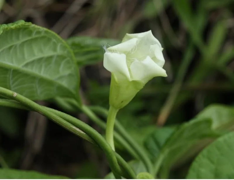 Loroco Seeds & Chipilin Seeds Combo - White Loroco & Guatemala Giant Seed Pack