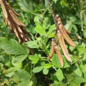 Loroco Seeds & Chipilin Seeds Combo - White Loroco & Guatemala Giant Seed Pack