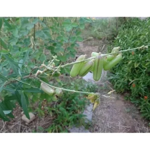 Loroco and Chipilin Seeds Combo - 10 Loroco and 30 Chipilin High-Germination Seeds