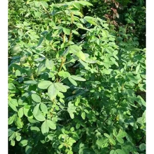 Loroco and Chipilin Seeds Combo - 10 Loroco and 30 Chipilin High-Germination Seeds