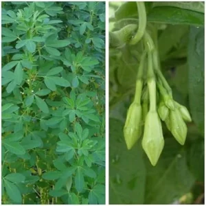 Loroco and Chipilin Seeds Combo - 10 Loroco and 30 Chipilin High-Germination Seeds
