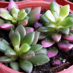 Lost Love Succulent Plant Anacampseros rufescens Variegata in 2 Inch Pot – Easy Care Indoor Houseplant